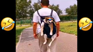 Funny dog videos  2022 | Try not to laugh challenge | Funny dogs 😂😂😂