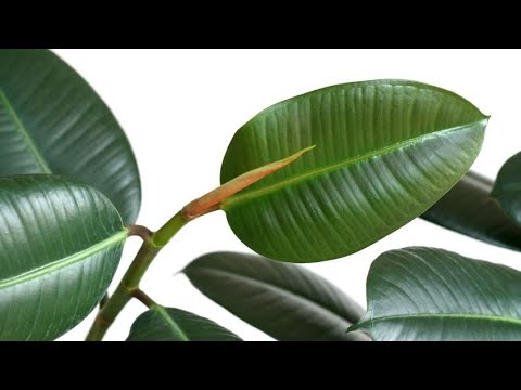 Vídeo: Ficus Robusta (25 Fotos): Característiques De La Cura D’elastica Ficus A Casa. Quina Diferència Hi Ha Entre La Floració De Ficus Que Porten Goma?