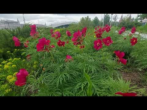 Дикий пион: помпезный