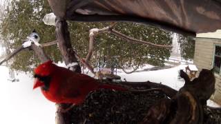 Male cardinal versus Blue Jays during NY snowfall in a custom bird feeder.