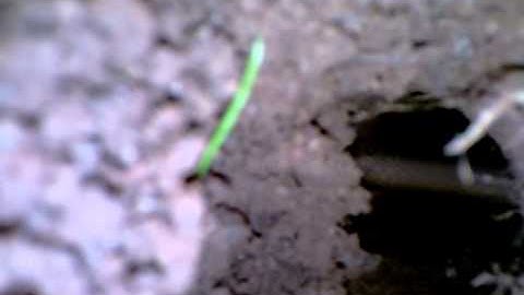 Pocket Gophers and Pool Damage