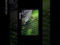 #shorts #photoshop #photoshoptutorial #photography #fotografia #birds #edicioncompleta