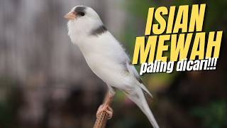 KENARI PANDA CENGKOK SUPER - MASTERAN KENARI ISIAN BLACKTHROAT GACOR BIKIN CEPET BUNYI BURUNG PAUD