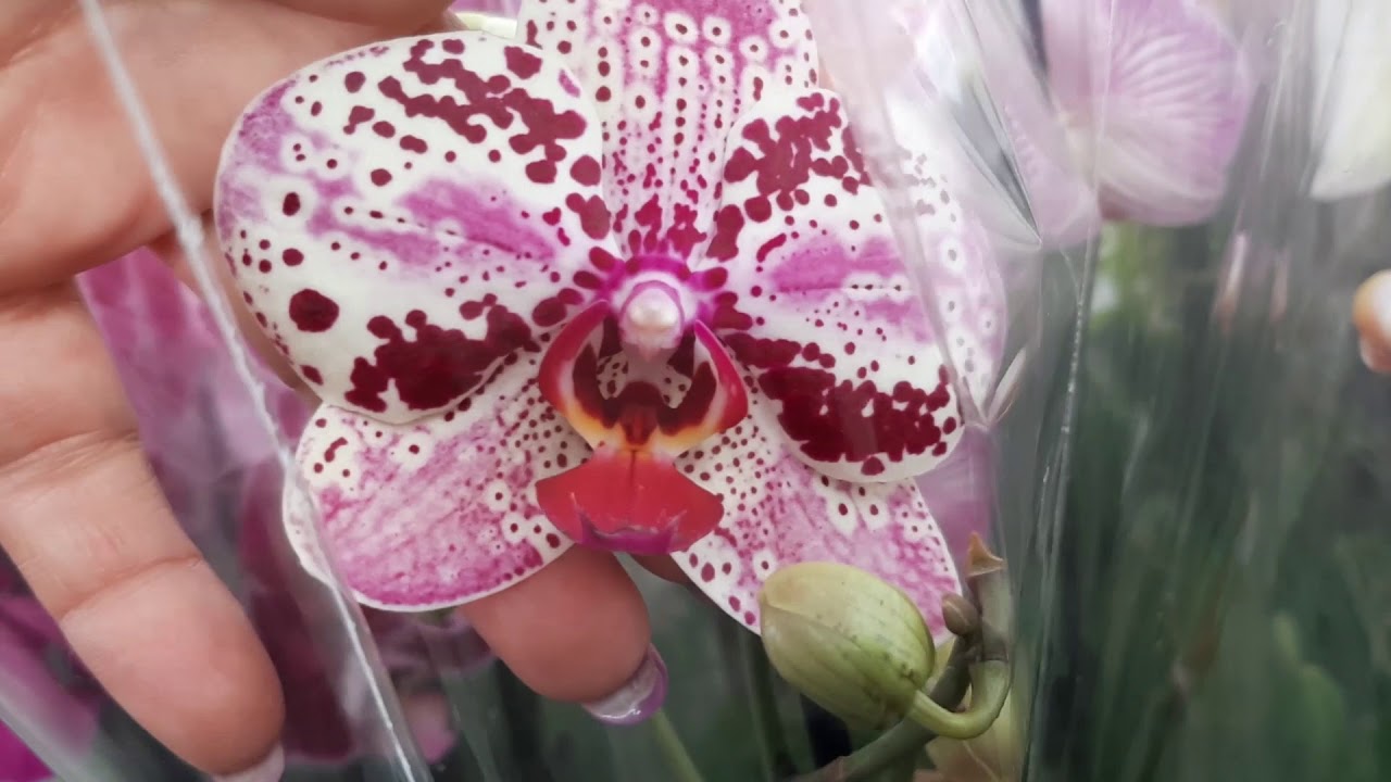 Купить орхидею в ставрополе. Планета лета орхидеи. Фаленопсис Маджестик. Обзор орхидей в магазинах. Маникюр цветы 2023 Орхидея фото.