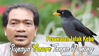 PERAWATAN JALAK KEBO BIAR CEPAT GACOR || CARA MEMBUAT JALAK KEBO RAJIN BUNYI