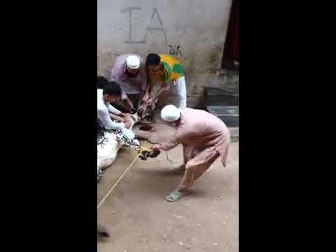 qurbani-ka-janwar-funny-video