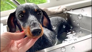 When will my dachshund get a bath?