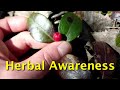 Making wintergreen tea  cultivating herbal awareness