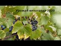 Сбор винограда всей семьей 2020. /Family grape harvest 2020.