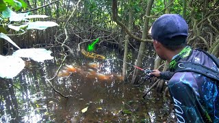 JACKPOT SUPER !!! KETEMU CHANNA MARU SILVER BLACK RIAU DALAM HUTAN