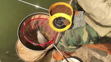 Câu Đài| Mồi Câu Cá Vược| Fishing pro