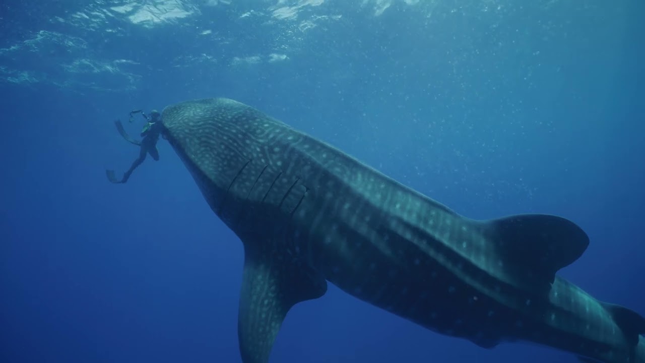 Whale shark and photographer. Video © Byron Dilkes | Save Our Seas Foundation