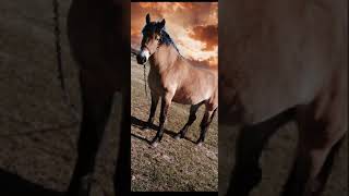 цыганская песня 🐎