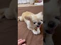 みんなはどのガウガウが好き？🦁‼️ #shortvideo #ペキチワ #癒し動画 #もふもふ #チワワ #ガウガウ #犬のいる暮らし #chihuahua #shorts