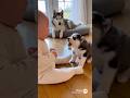 So Emotional🥲 The Kindness of a Husky Mom 🐺💕（感動！ハスキーママの優しさ🥲）