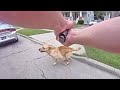 GRAPHIC CONTENT WARNING: Bodycam Footage of Lorain Police Officer Shooting Dog
