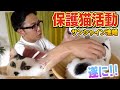 【保護猫活動】サンシャイン池崎と子猫の豆大福!預かり4か月でついに!