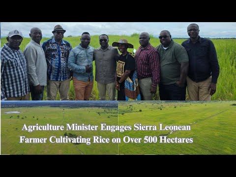 Agriculture Minister Engages Sierra Leonean Farmer Cultivating Rice on Over 500 Hectares of Land