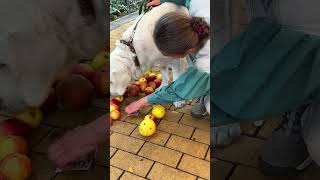 Passer By Woman And Her Dog Help Tidy Up Spilled Apples
