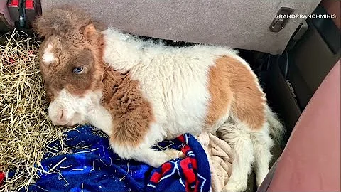 Home to viral sensation Martha the miniature horse...
