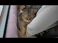 お婆ちゃんがいなくて寂しい…鳴き止まないマンチカンの仔猫リリーちゃんが愛おしすぎる