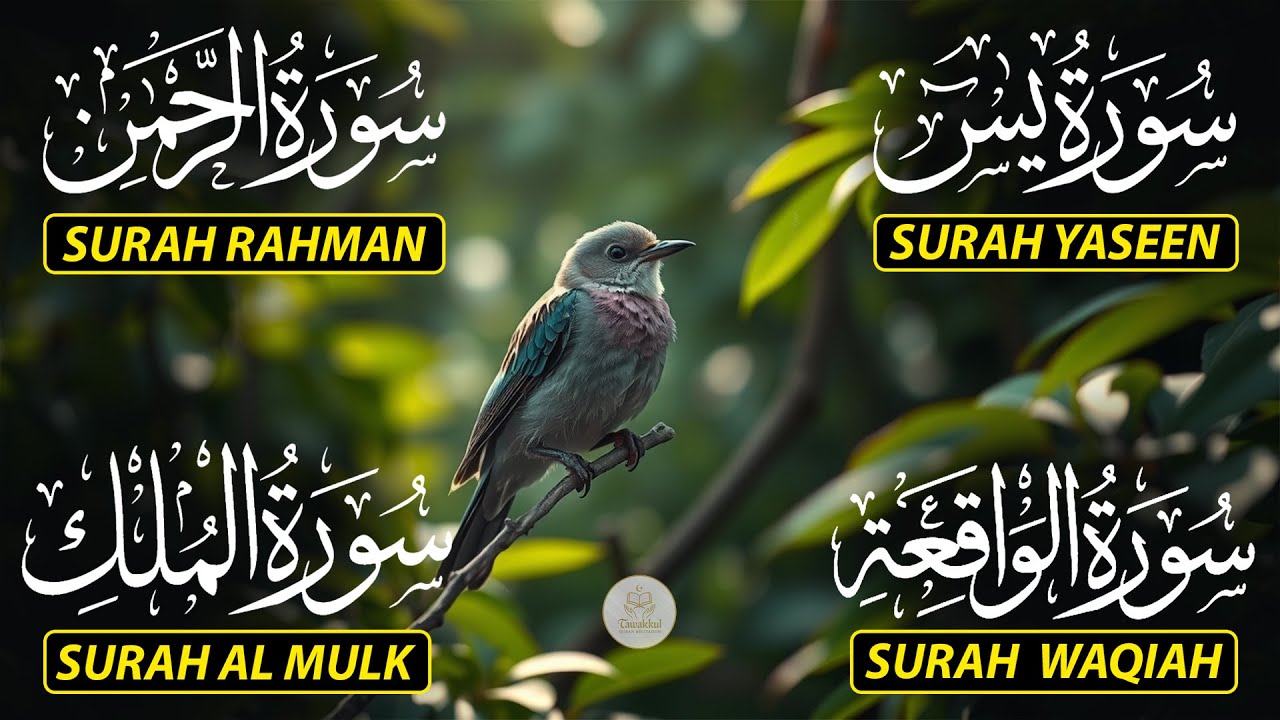 Magical Recitation Surah Yaseen (Yasin) | Surah Rahman | Surah Waqiah | Surah Mulk