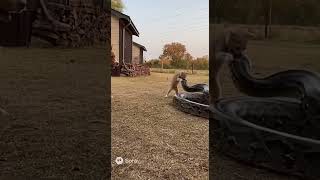 Famous Giant Python Slithers In… But the Cat and Dog Had Other Plans 😳🐍🐾#python #snake #cat #dog #shorts Profile
