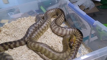 WOMA PYTHON IS MASSIVE!!! - VLOG #93