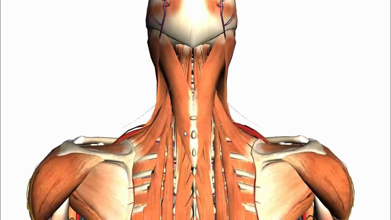 The 3 Deep Back Muscle Layers 