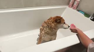 Giving a Shiba a Bath (No Screams)