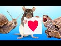 Amazing Facts About Our Pets || Turtles,  Rats And Super-Sized Snails