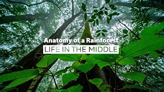 Anatomy Of A Rainforest Life In The Middle