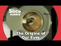 Where do our eyes come from  slice science