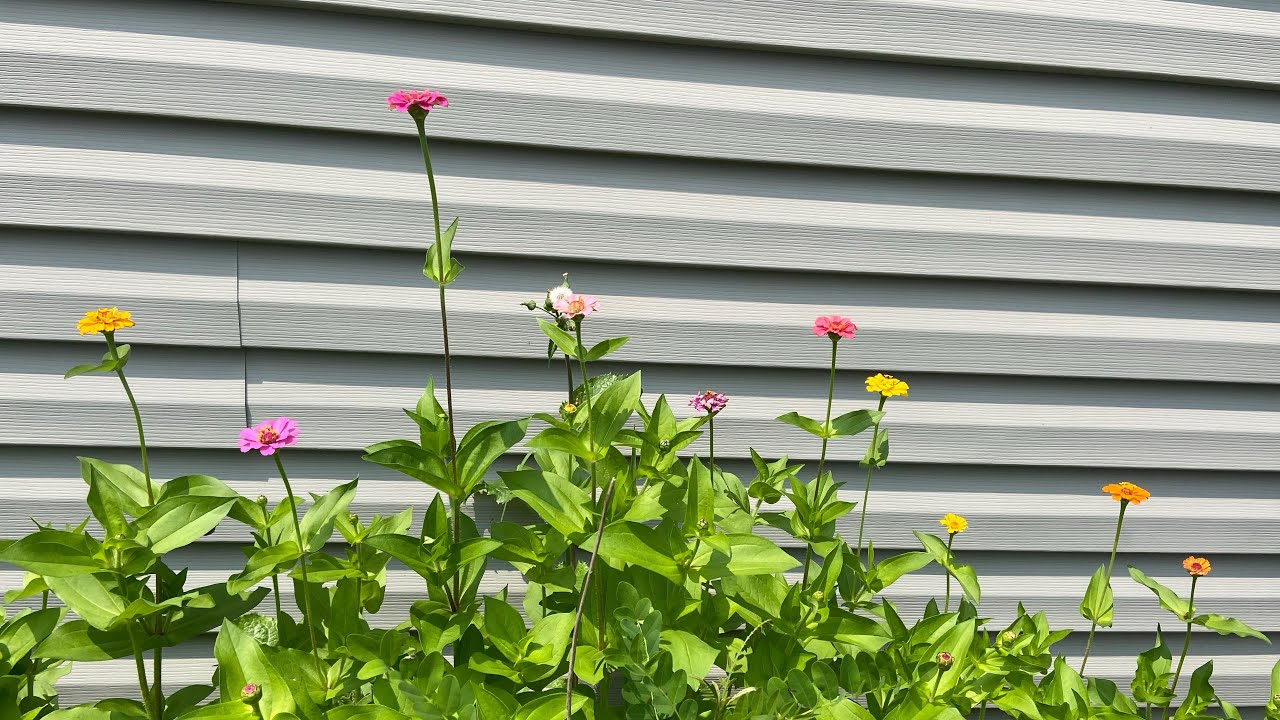 Watering the Flowers YouTube