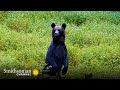 Bear Behavior and Cub Survival