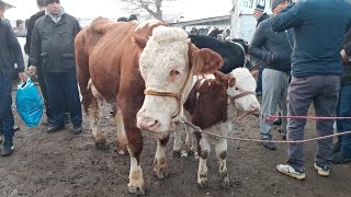 Молбозори душанбе нархи гови зоти ширте сиёхало бехтарин мархамат томошо кунет новинка4 февраля 2021