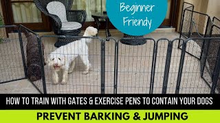 Stop Jumping & Barking! Teach Your Puppy Calm Greetings