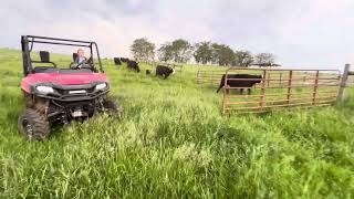 Moving cattle from cover crop to pasture with the boss