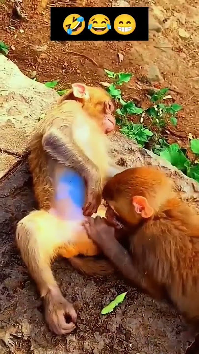 MONYET NAKAL