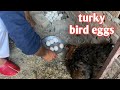 turky bird k eggs murgi k nechy rakh diye