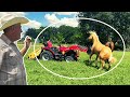 IT&#39;S OFFICIAL THEY ARE  LEAVING THE FARM! | HAULING HAY WITH OUR SOLIS TRACTOR