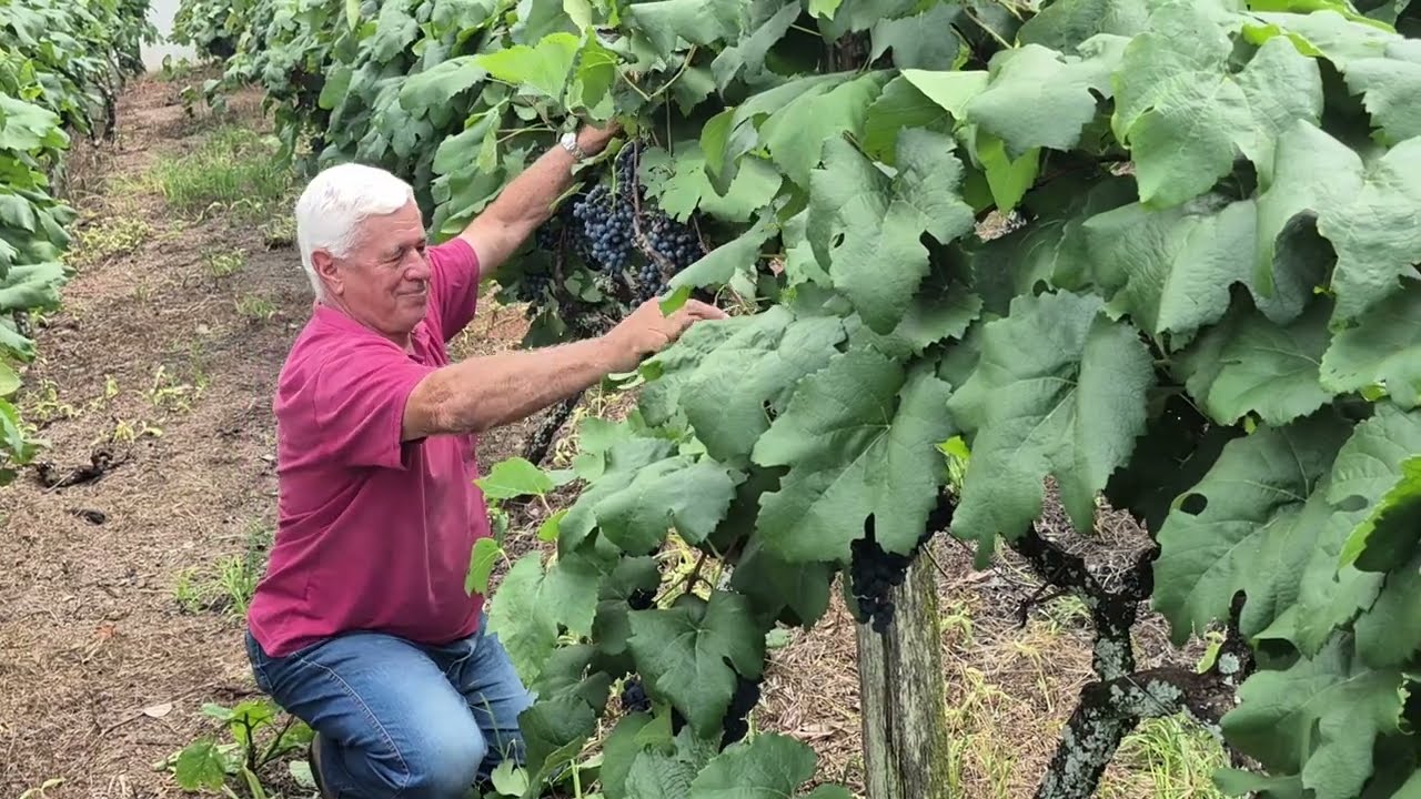 Começa o tradicional período de colheita da uva em Andradas