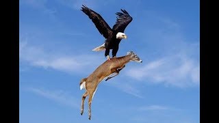 Deer takes revenge from Eagle | Eagle and Deer fight | Eagle attacks deer | Eagle vs Deer |