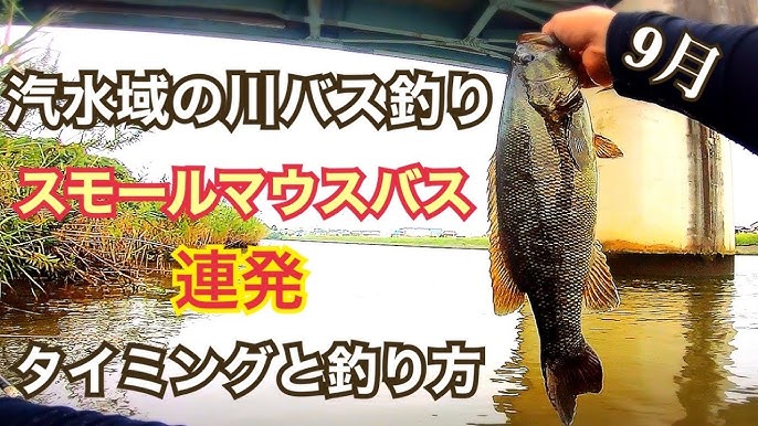 埼玉の川でスモールマウス バス釣り Youtube