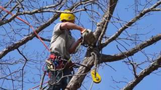 Arbor Day Tree Care