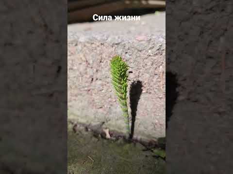 Сила жизни