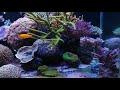 Reef aquarium 700 litres