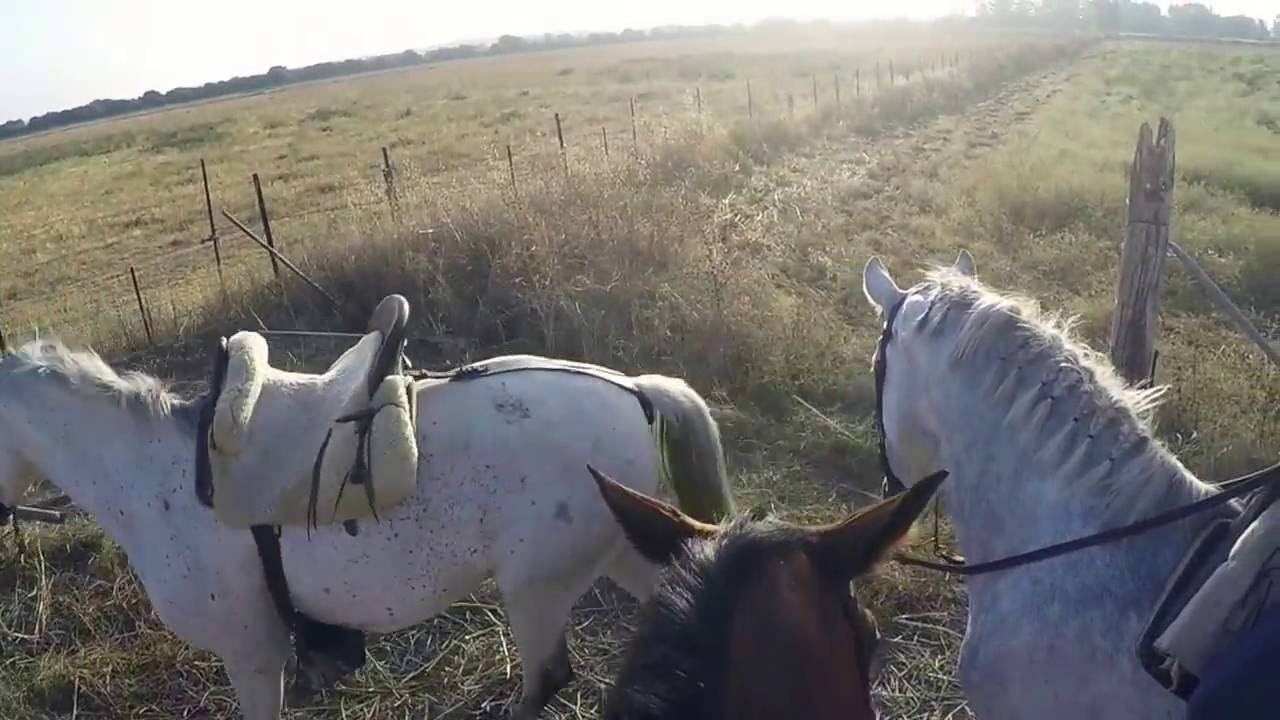 Faenas a caballo en ganadería extensiva - Finca Sobarbina