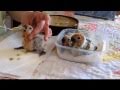 Feeding time for baby Conure Parrots -- 4 weeks old