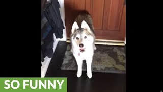 Husky literally prevents owner from going to work
